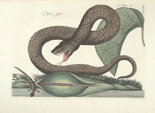 Mark Catesby - Piscium serpentum insectorum aliorumque nonnullorum animalum nec non plantarum quarundam imagines Pl045.webp