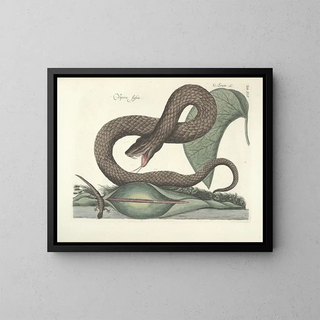 Mark Catesby - Piscium serpentum insectorum aliorumque nonnullorum animalum nec non plantarum quarundam imagines Pl045.webp