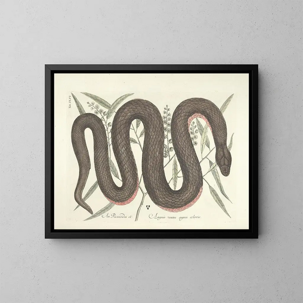 imágenes de peces, serpientes, insectos y otros animales así como de algunas plantas Pl046 - Mark Catesby — cuadro enmarcado en la pared