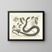 Imágenes de peces, serpientes, insectos y otros animales así como de algunas plantas Pl048 - Mark Catesby — cuadro enmarcado en la pared
