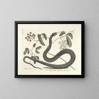 Mark Catesby - Piscium serpentum insectorum aliorumque nonnullorum animalum nec non plantarum quarundam imagines Pl048.webp