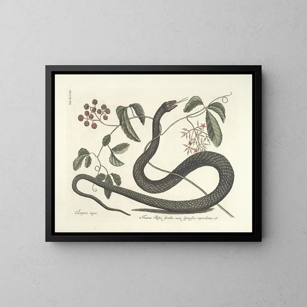 Imágenes de peces, serpientes, insectos y otros animales así como de algunas plantas Pl048 - Mark Catesby — cuadro enmarcado en la pared