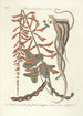Piscium serpentum insectorum aliorumque nonnullorum animalum nec non plantarum quarundam imagines Pl049 - Mark Catesby — artwork view