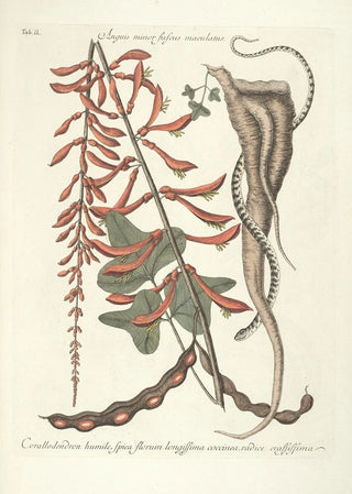 Mark Catesby - Piscium serpentum insectorum aliorumque nonnullorum animalum nec non plantarum quarundam imagines Pl049.webp