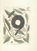 Fish, snakes, insects, and some other animals, as well as some plant photos Pl052 - Mark Catesby — artwork view