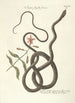 Piscium serpentum insectorum aliorumque nonnullorum animalum nec non plantarum quarundam imagines Pl054 - Mark Catesby — artwork view