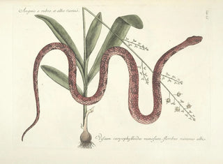 Mark Catesby - Piscium serpentum insectorum aliorumque nonnullorum animalum nec non plantarum quarundam imagines Pl055.webp