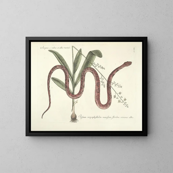Imágenes de peces, serpientes, insectos y otros animales así como de algunas plantas Pl055 - Mark Catesby — cuadro enmarcado en la pared