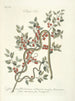 Fish, snakes, insects and some other animals, as well as some plant photos Pl057 - Mark Catesby — artwork view