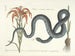 imágenes de peces, serpientes, insectos y otros animales así como de algunas plantas Pl058 - Mark Catesby — vista de la obra