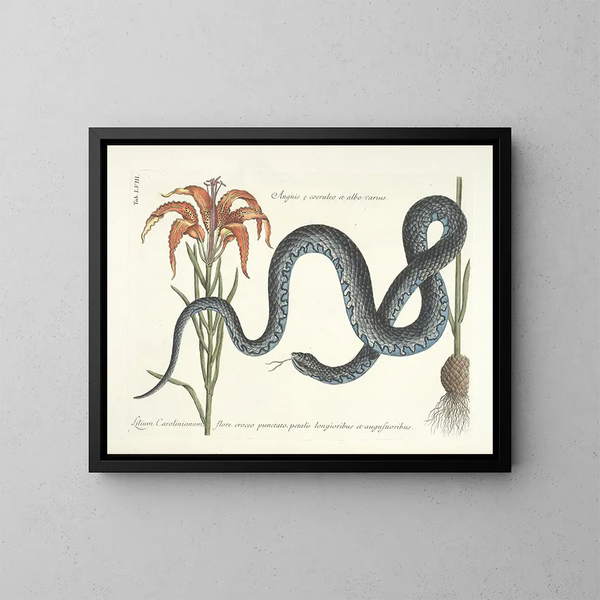 imágenes de peces, serpientes, insectos y otros animales así como de algunas plantas Pl058 - Mark Catesby — cuadro enmarcado en la pared