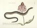 imágenes de peces, serpientes, insectos y otros animales así como de algunas plantas Pl059 - Mark Catesby — vista de la obra