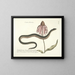 imágenes de peces, serpientes, insectos y otros animales así como de algunas plantas Pl059 - Mark Catesby — cuadro enmarcado en la pared