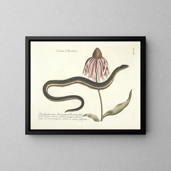 imágenes de peces, serpientes, insectos y otros animales así como de algunas plantas Pl059 - Mark Catesby — cuadro enmarcado en la pared
