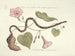 Imágenes de peces, serpientes, insectos y otros animales así como de algunas plantas Pl060 - Mark Catesby — vista de la obra