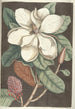 Piscium serpentum insectorum aliorumque nonnullorum animalum nec non plantarum quarundam imagines Pl061 - Mark Catesby — vista de la obra