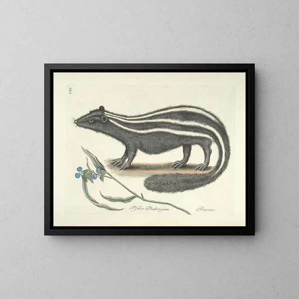 imágenes de peces, serpientes, insectos y otros animales así como de algunas plantas Pl062 - Mark Catesby — cuadro enmarcado en la pared