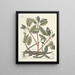 Fish, snakes, insects, and some other animals, as well as some plant photos Pl063 - Mark Catesby — framed artwork on a wall