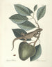Peces, serpientes, insectos y algunos otros animales, así como algunas fotos de plantas Pl064 - Mark Catesby — vista de la obra