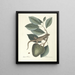 Peces, serpientes, insectos y algunos otros animales, así como algunas fotos de plantas Pl064 - Mark Catesby — cuadro enmarcado en la pared