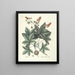 Fish, snakes, insects and some other animals, as well as some plant photos Pl065 - Mark Catesby — framed artwork on a wall