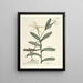 Fish, snakes, insects and some other animals, as well as some plant images Pl068 - Mark Catesby — framed artwork on a wall
