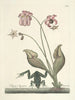 Peces, serpientes, insectos y algunos otros animales, así como algunas imágenes de plantas Pl070 - Mark Catesby — vista de la obra