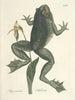 Peces, serpientes, insectos y algunos otros animales, así como algunas fotos de plantas Pl072 - Mark Catesby — vista de la obra