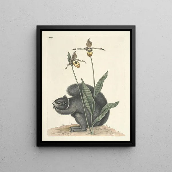 Mark Catesby - Piscium serpentum insectorum aliorumque nonnullorum animalum nec non plantarum quarundam imagines Pl073.webp