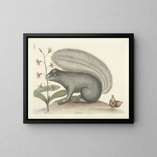Mark Catesby - Piscium serpentum insectorum aliorumque nonnullorum animalum nec non plantarum quarundam imagines Pl074.webp