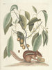 Fish, snakes, insects and some other animals, as well as some plant photos Pl075 - Mark Catesby — artwork view