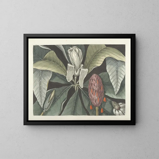 Mark Catesby - Piscium serpentum insectorum aliorumque nonnullorum animalum nec non plantarum quarundam imagines Pl080.webp