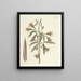 Fish, snakes, insects and some other animals, as well as some plant photos Pl082 - Mark Catesby — framed artwork on a wall