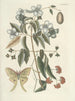 Fish, snakes, insects and some other animals, as well as some plant images Pl084 - Mark Catesby — artwork view