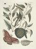 Peces, serpientes, insectos y algunos otros animales, así como algunas imágenes de plantas Pl086 - Mark Catesby — vista de la obra