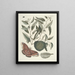 Peces, serpientes, insectos y algunos otros animales, así como algunas imágenes de plantas Pl086 - Mark Catesby — cuadro enmarcado en la pared