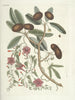 Peces, serpientes, insectos y algunos otros animales, así como algunas imágenes de plantas Pl087 - Mark Catesby — vista de la obra