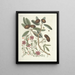 Peces, serpientes, insectos y algunos otros animales, así como algunas imágenes de plantas Pl087 - Mark Catesby — cuadro enmarcado en la pared