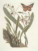 Fish, snakes, insects and some other animals, as well as some plant photos Pl088 - Mark Catesby — artwork view