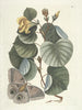 Fish, snakes, insects and some other animals, as well as some plant images Pl090 - Mark Catesby — artwork view