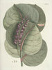 Fish, snakes, insects, and some other animals, as well as some plant images Pl096 - Mark Catesby — artwork view
