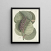 Fish, snakes, insects, and some other animals, as well as some plant images Pl096 - Mark Catesby — framed artwork on a wall