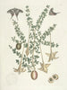 Fish, snakes, insects and some other animals, as well as some plant photos Pl100 - Mark Catesby — artwork view
