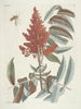 Fish, snakes, insects and some other animals, as well as some plant photos Pl102 - Mark Catesby — artwork view