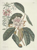 Fish, snakes, insects, and some other animals, as well as some plant photos Pl108 - Mark Catesby — artwork view
