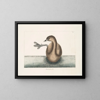 Mark Catesby - Podicipes c Prodicipes minor The PiedBill Dopchick.webp