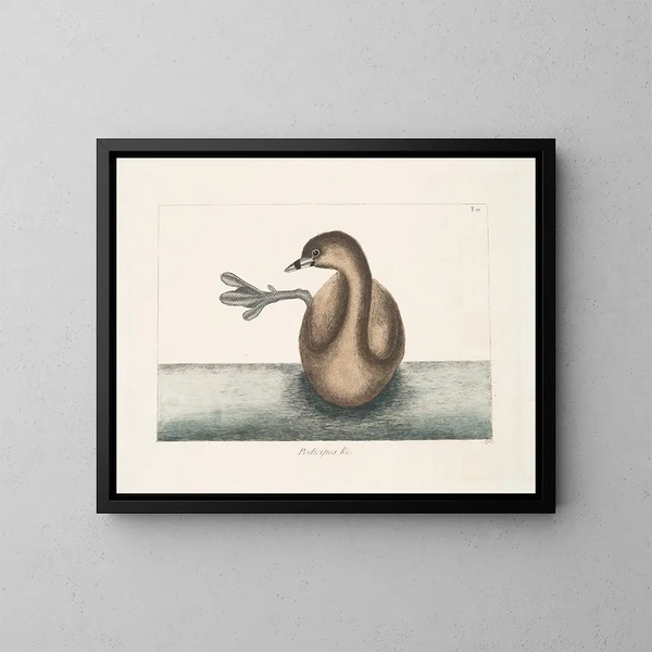 El zampullín de cuello negro - Mark Catesby — cuadro enmarcado en la pared