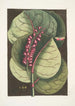 Prunus maritima racemosa El Raisinier de las Manglares Phalna Caroliniana c - Mark Catesby — cuadro enmarcado en la pared