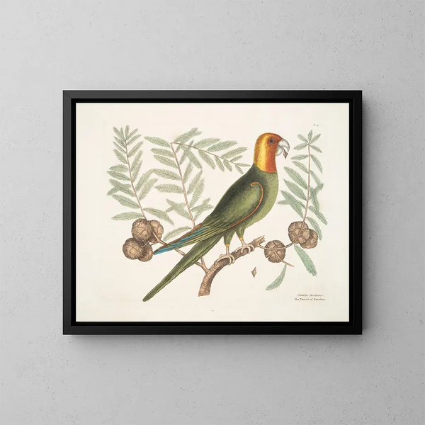 El loro de Caroline - Mark Catesby — cuadro enmarcado en la pared