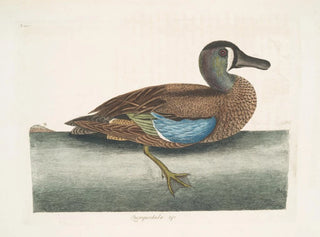 Mark Catesby - Quequedula Americana variegata The WhiteFace Teal.webp